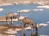 Etosha 2 174